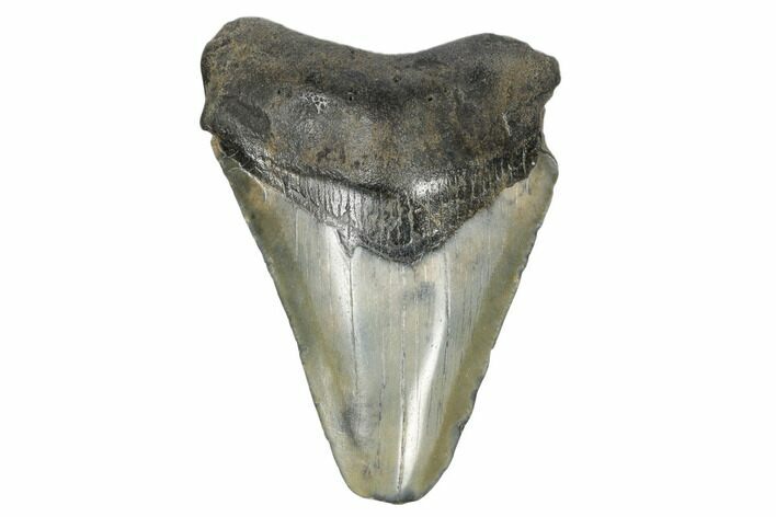 Fossil Megalodon Tooth - South Carolina #172238